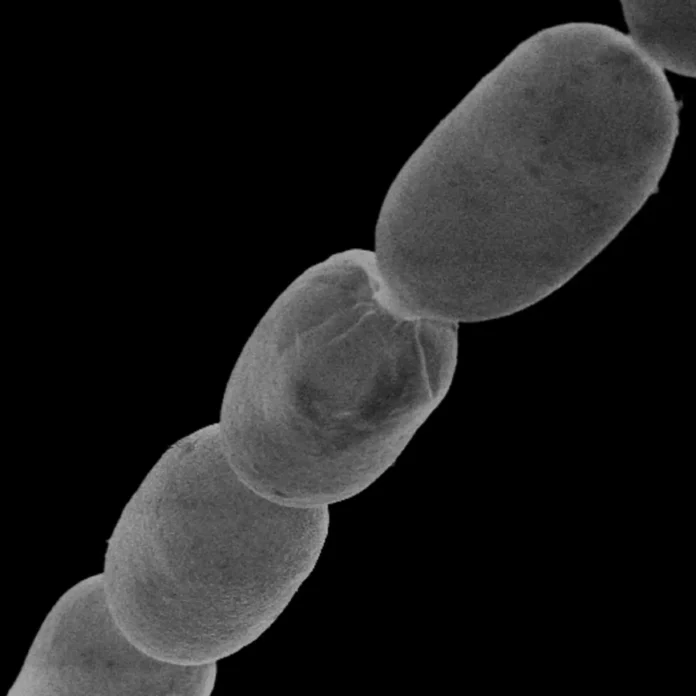 Thiomargarita Bacteria
