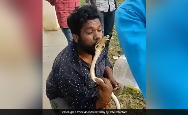 Man Tries To Kiss King Cobra
