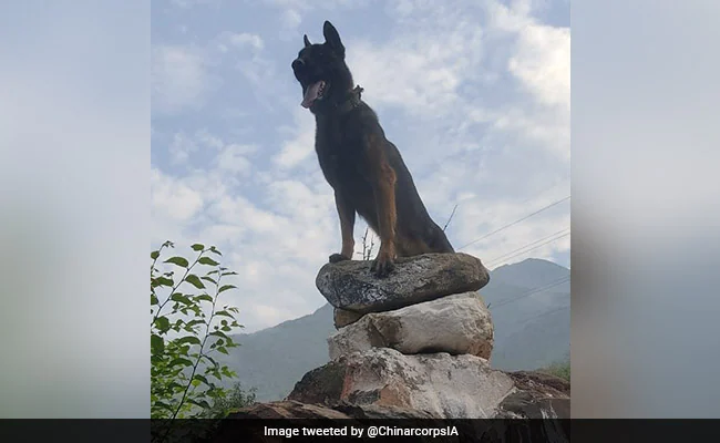 Indian Army Dog Zoom
