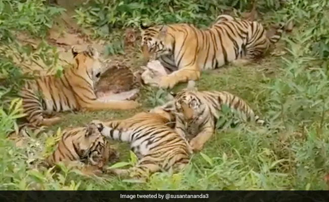 Tigress And Her Five Cubs